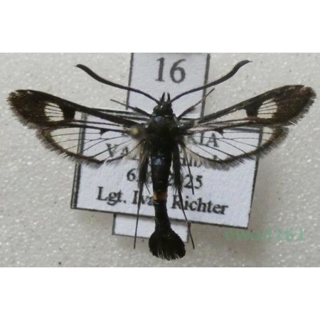 Synanthedon soffneri Špatenka, 1983 Slovakia16